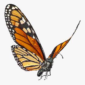Animated Flying Monarch Butterfly Fur Rigged 3D